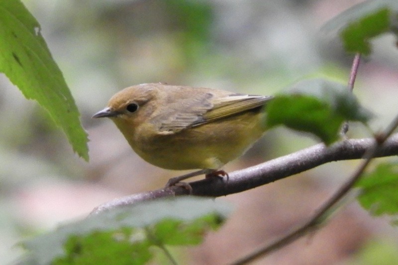 Paruline jaune - ML265355671