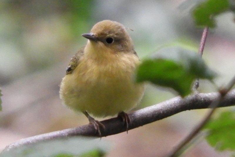 Yellow Warbler - ML265355691