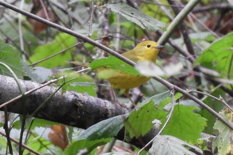 Yellow Warbler - ML265355721