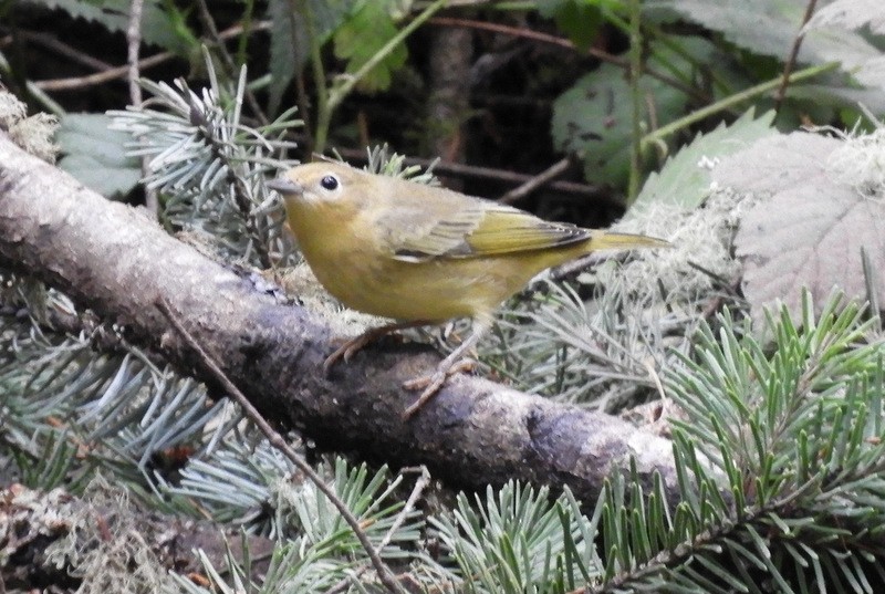 Yellow Warbler - Jeff Harding