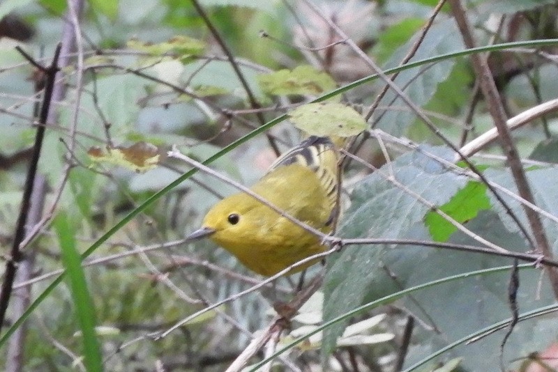 Paruline jaune - ML265355741