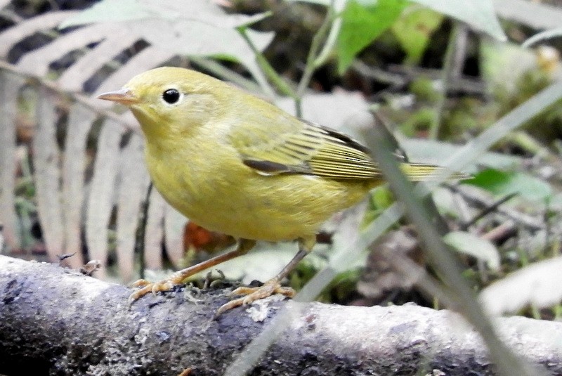 Paruline jaune - ML265355751