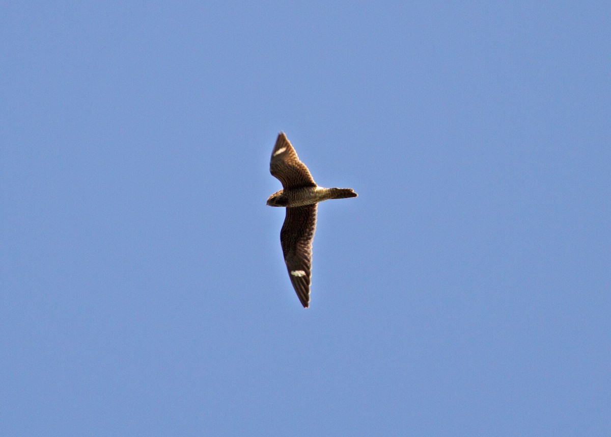 Common Nighthawk - ML265357871