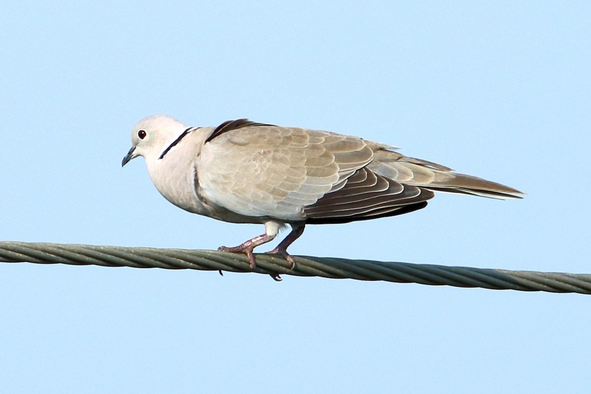 Eurasian Collared-Dove - ML265359871