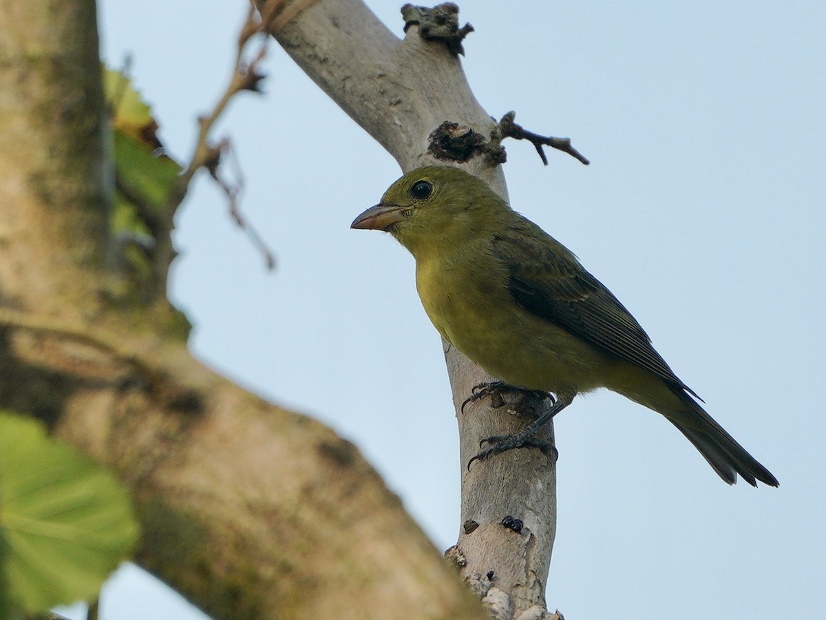 Scarlet Tanager - ML265360651