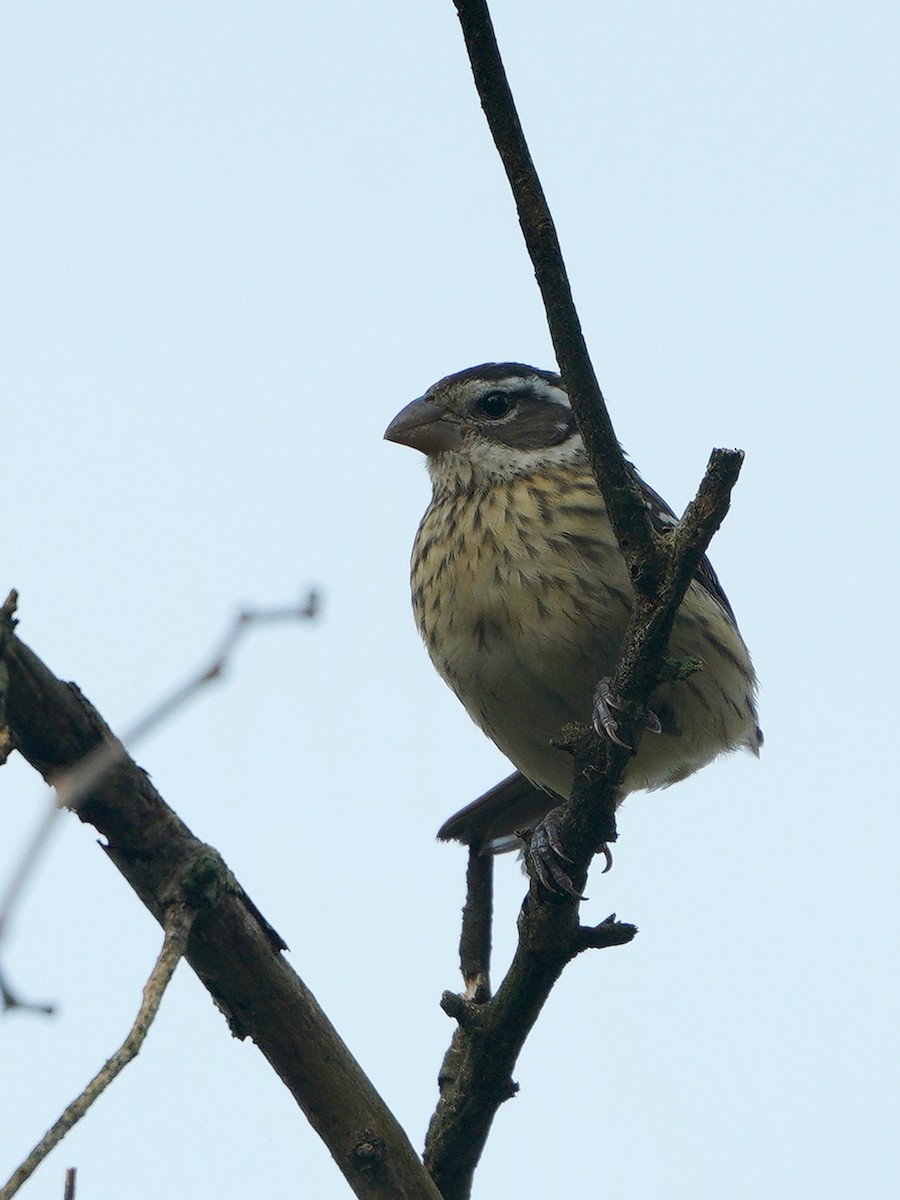 Rose-breasted Grosbeak - ML265360801