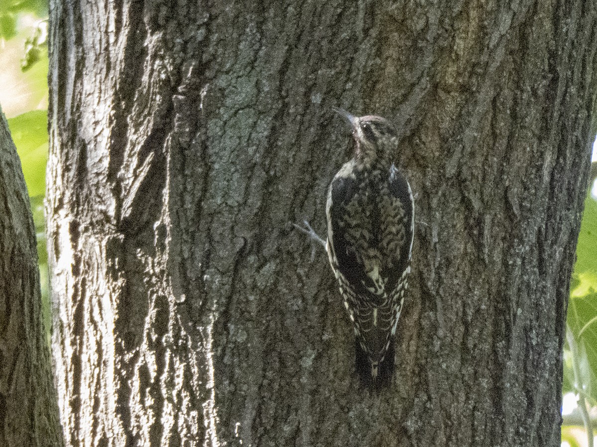 Yellow-bellied Sapsucker - ML265363811