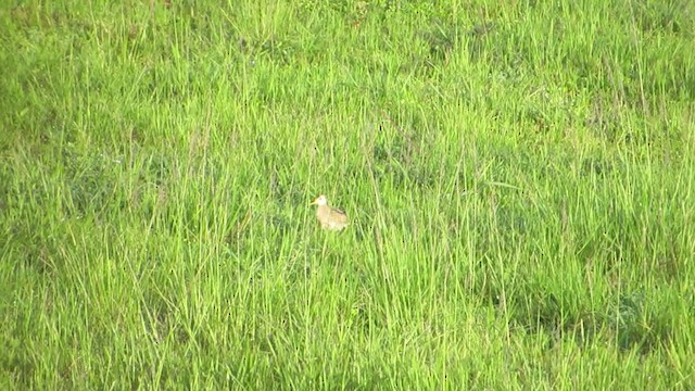 マキバシギ - ML265366771