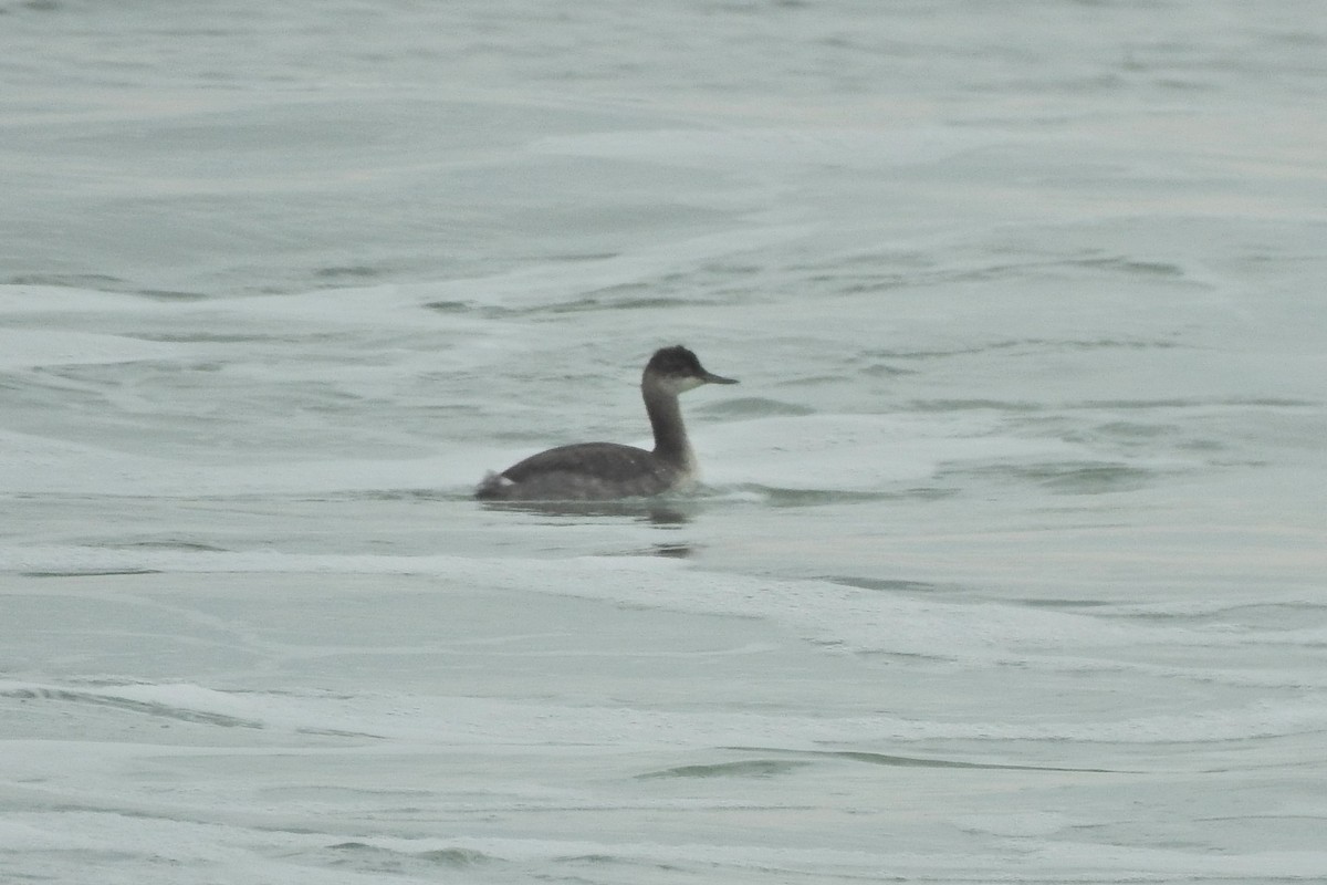 Eared Grebe - ML265366801