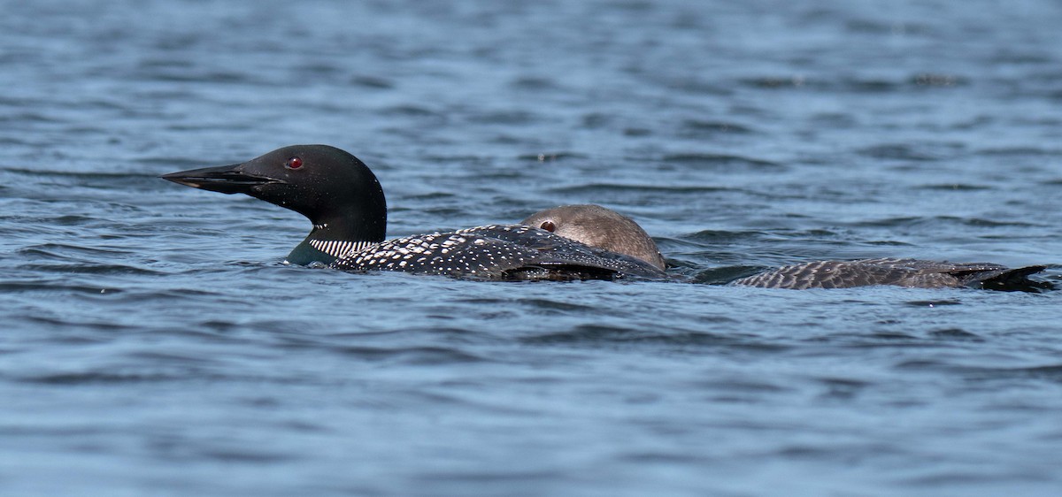 Common Loon - Susan Elliott