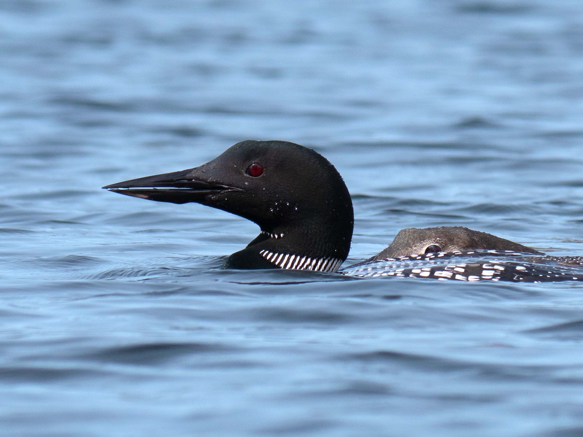 Plongeon huard - ML265367311
