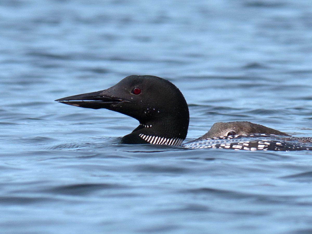 Common Loon - ML265367311