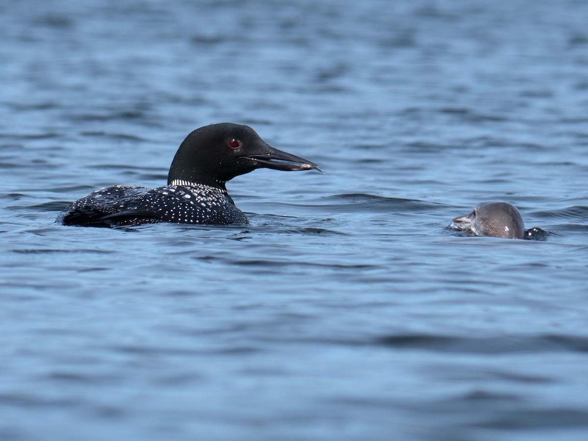 Common Loon - Susan Elliott