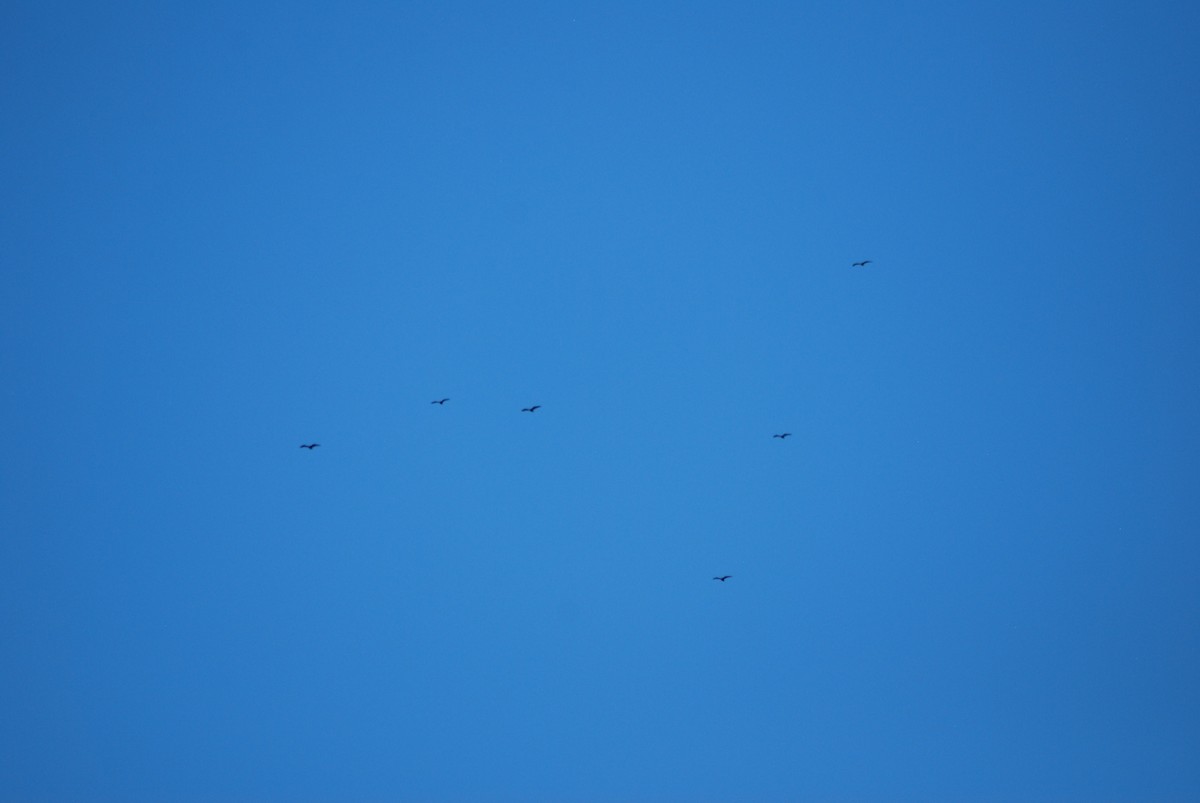 Turkey Vulture - ML265367501