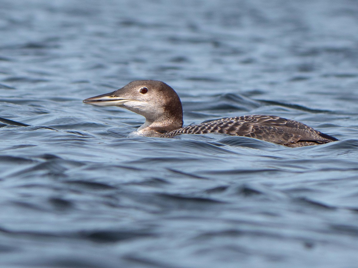 Plongeon huard - ML265367571