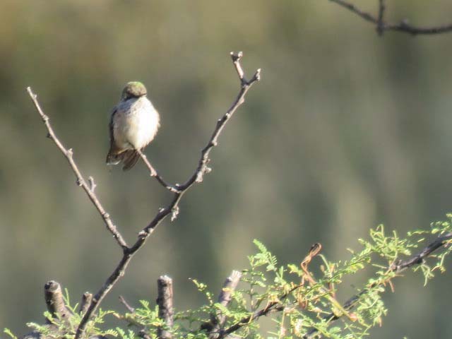 Calliope Hummingbird - ML265368801