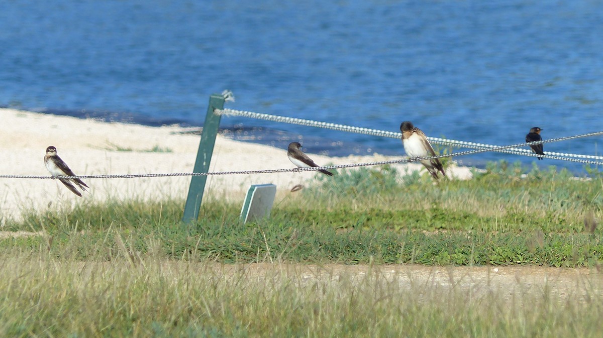 Bank Swallow - ML265369061