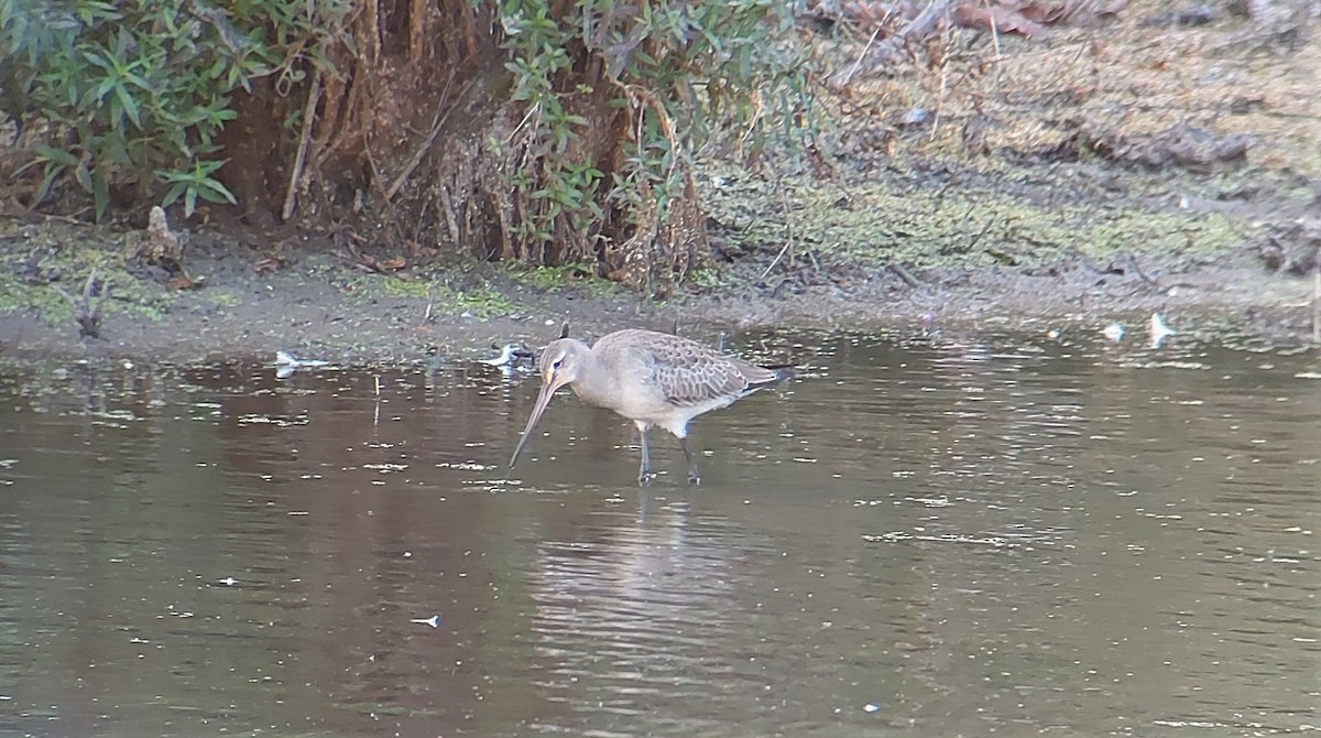 Hudsonian Godwit - ML265371041