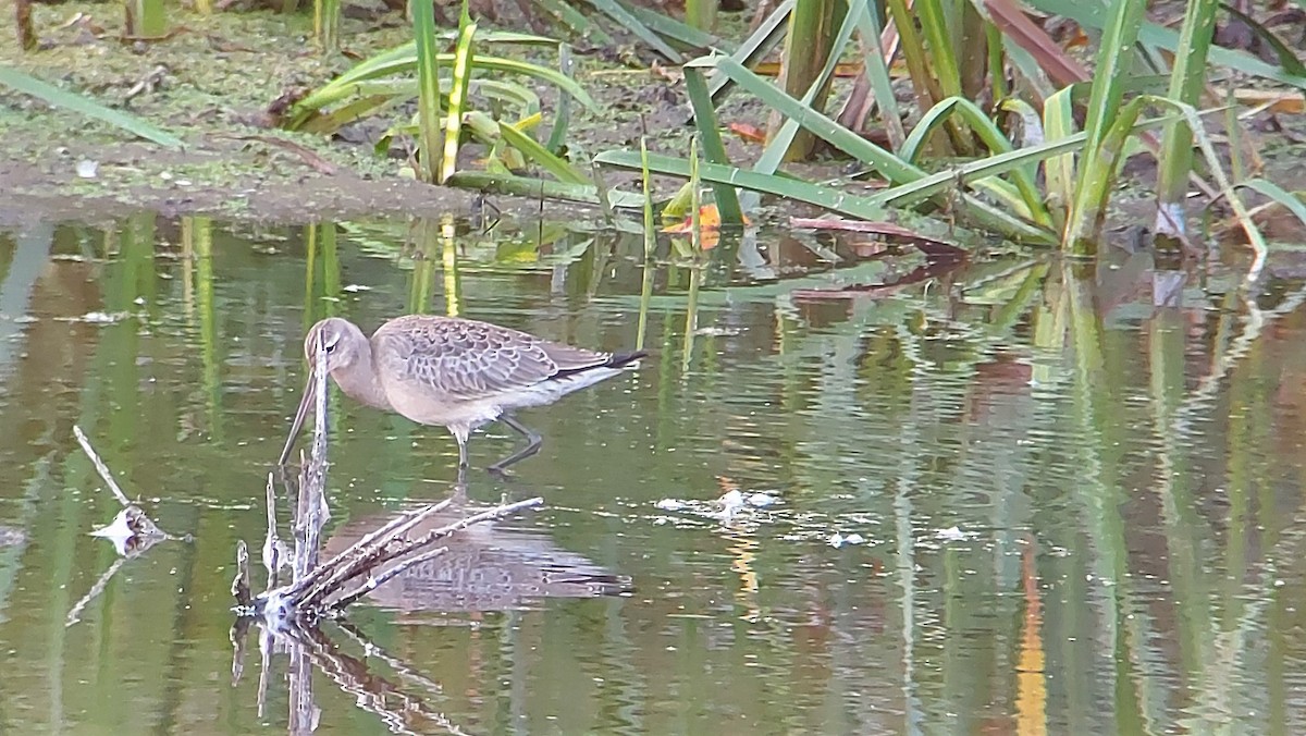 Hudsonian Godwit - ML265371051