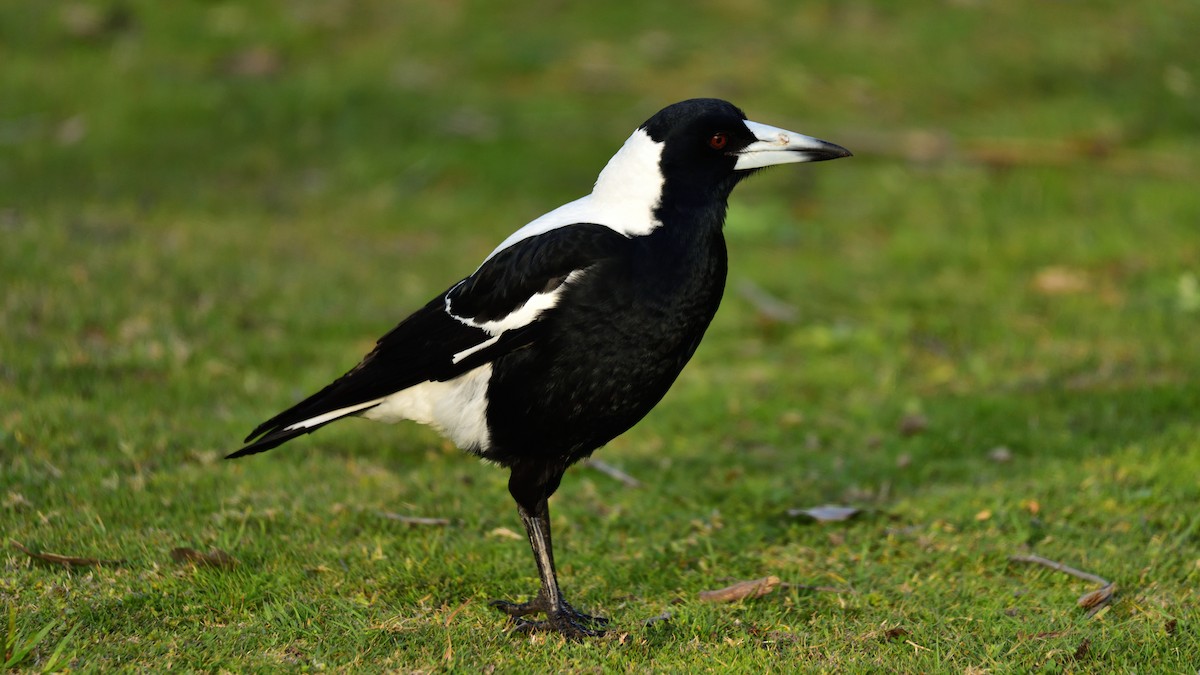 Australian Magpie - xiwen CHEN