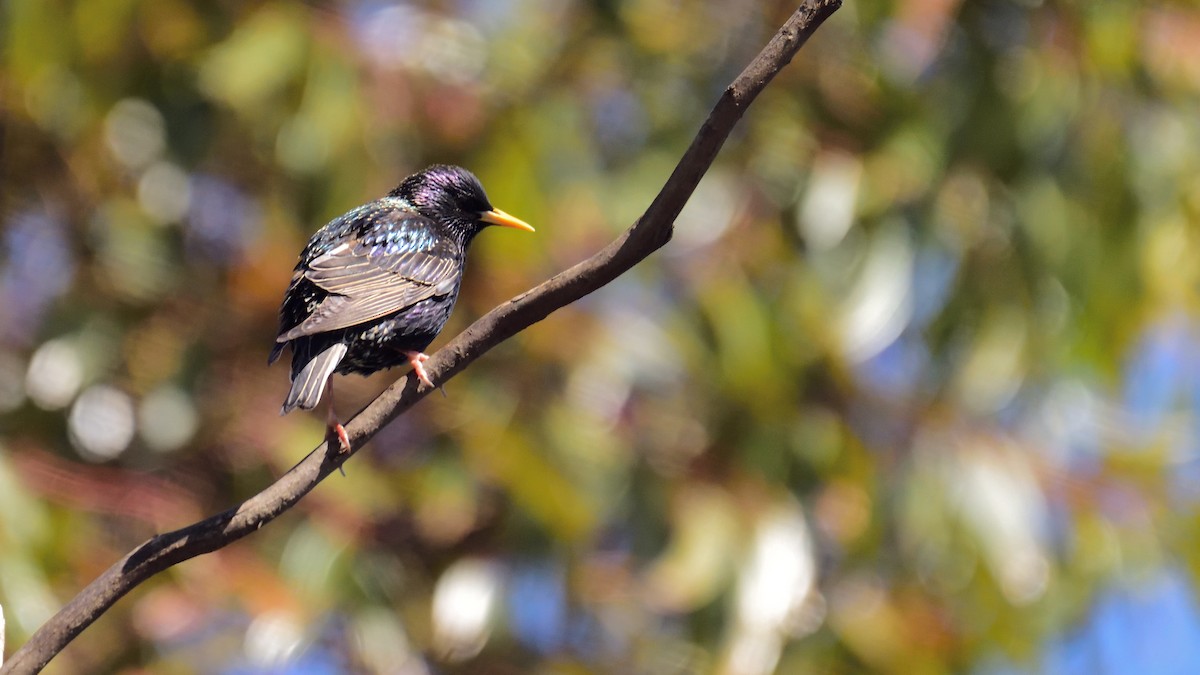 European Starling - ML265372281