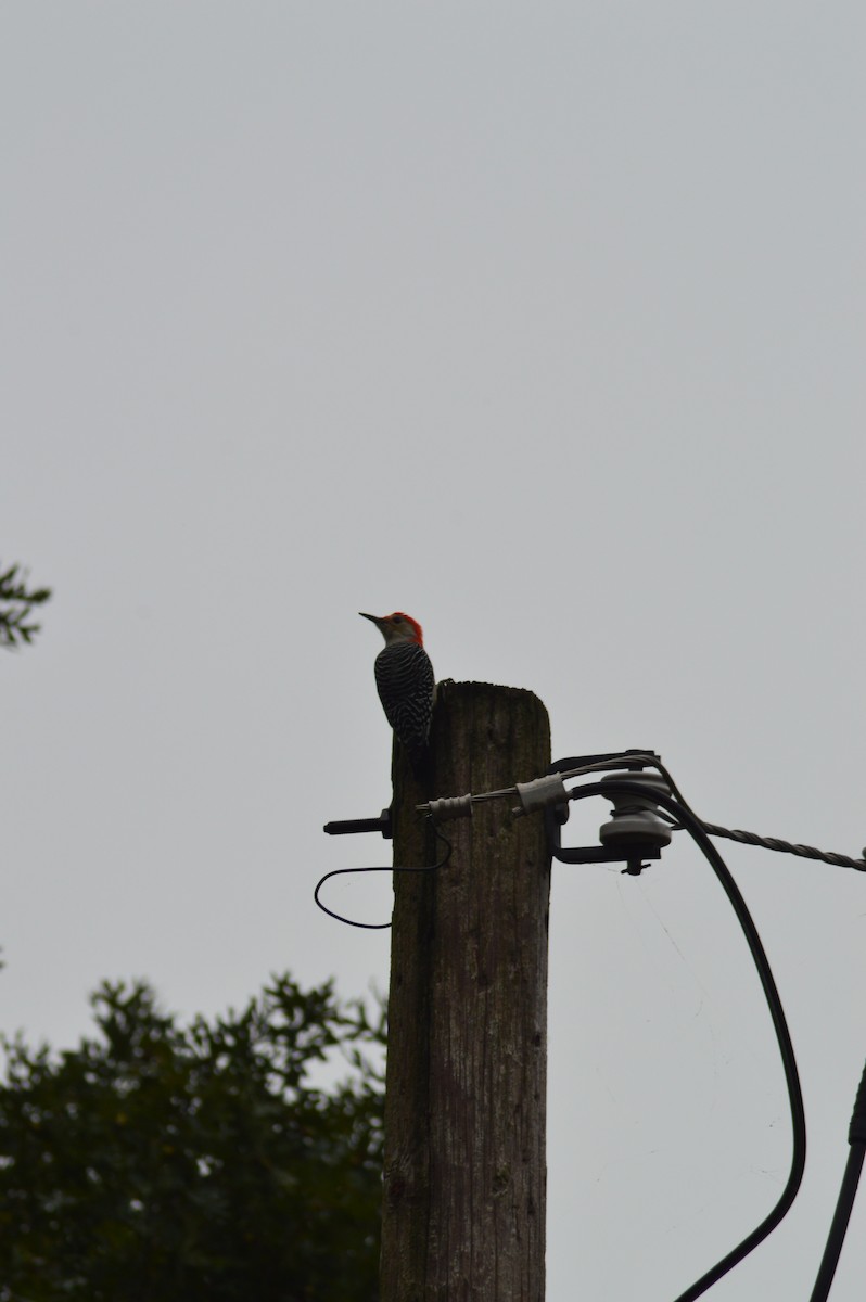 Red-bellied Woodpecker - ML265373261