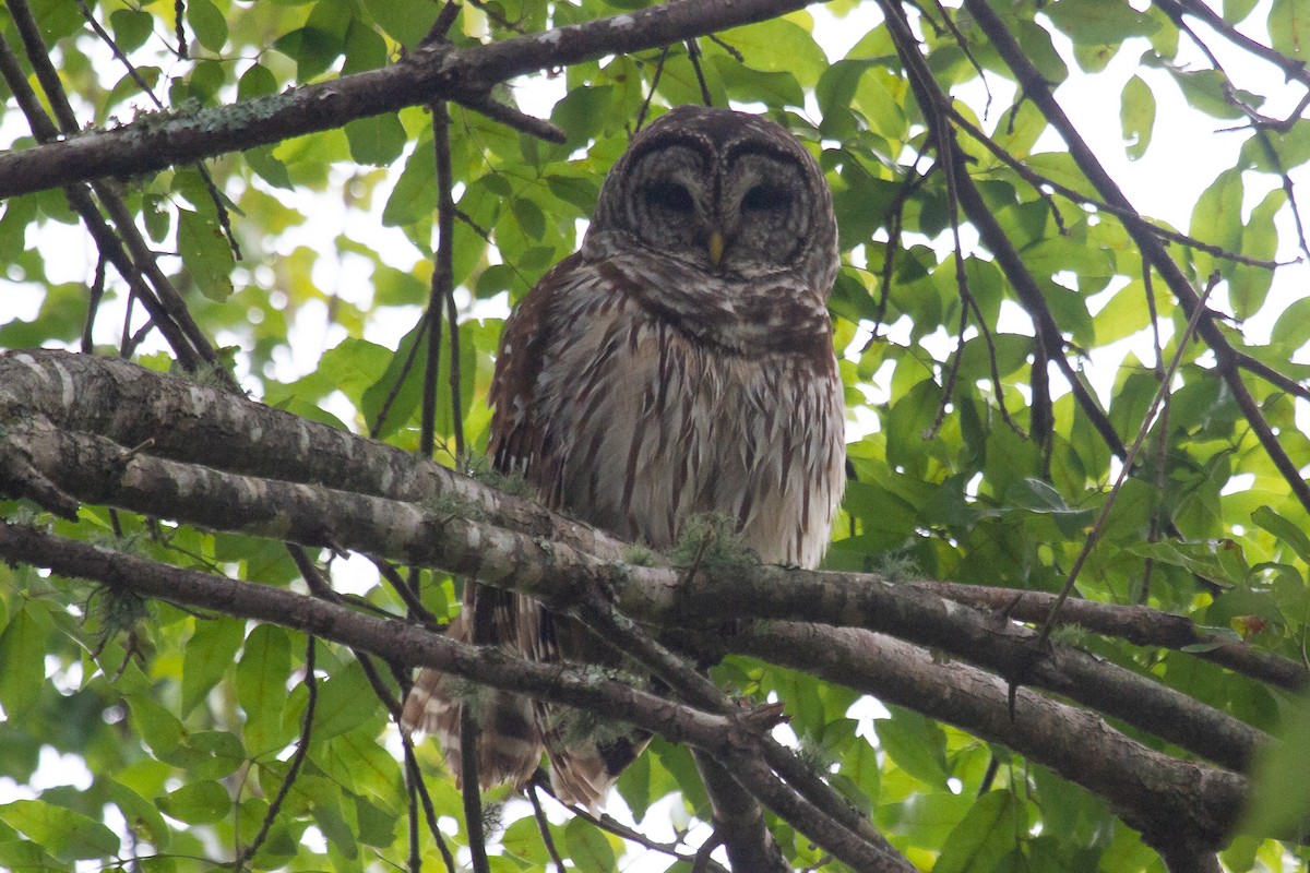 Barred Owl - ML265373681