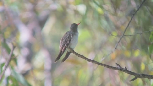 Violet-crowned Hummingbird - ML265374051