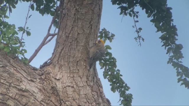 Golden-cheeked Woodpecker - ML265374151