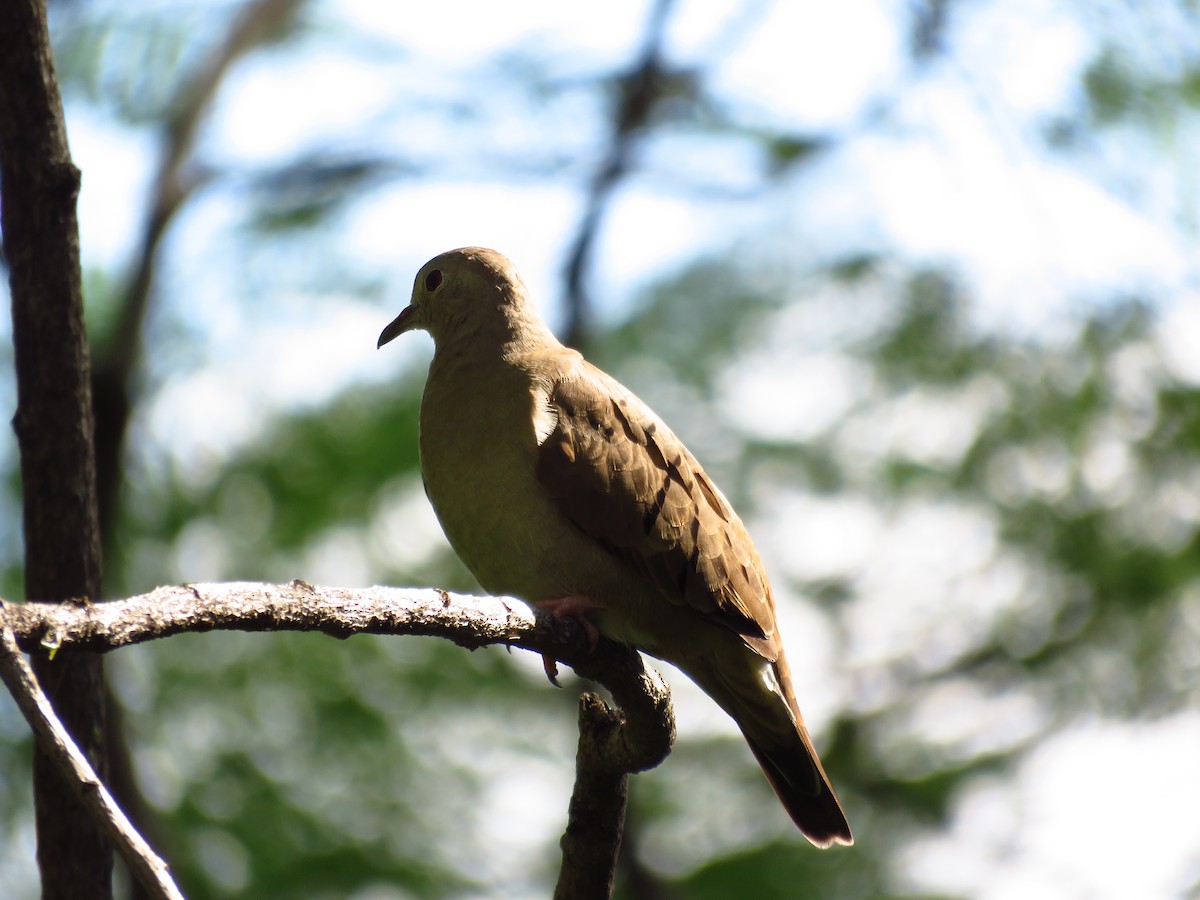 Ruddy Ground Dove - ML265374521