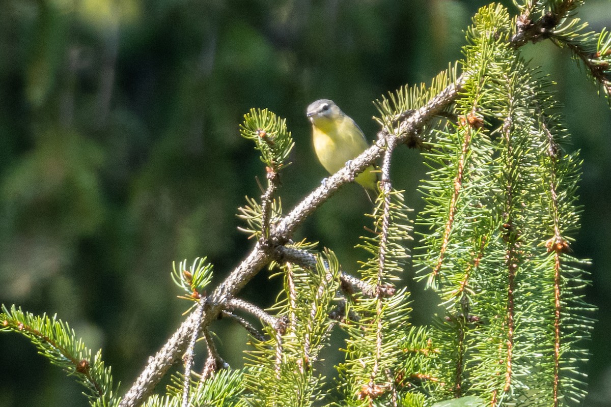 Philadelphia Vireo - ML265376951