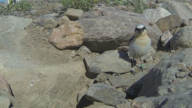 Northern Wheatear - ML265377861