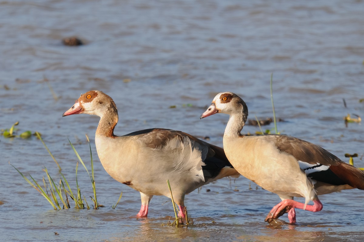 Egyptian Goose - Augusto Faustino