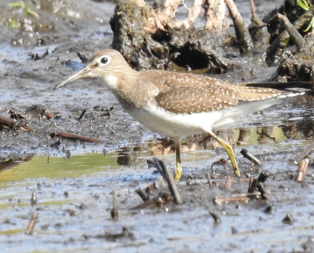 Solitary Sandpiper - Mary  McMahon