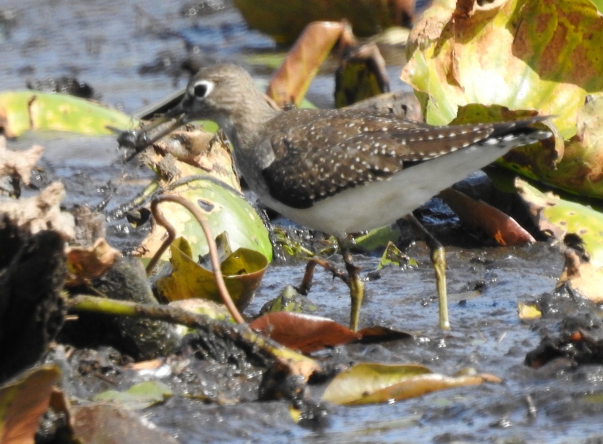 Solitary Sandpiper - Mary  McMahon