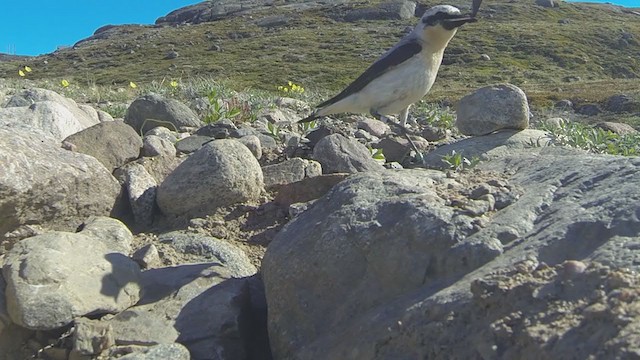 Northern Wheatear - ML265378361