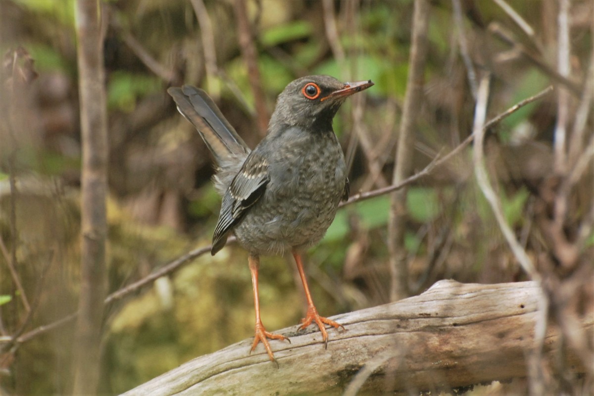 Red-legged Thrush (Bahamas) - David Hollie