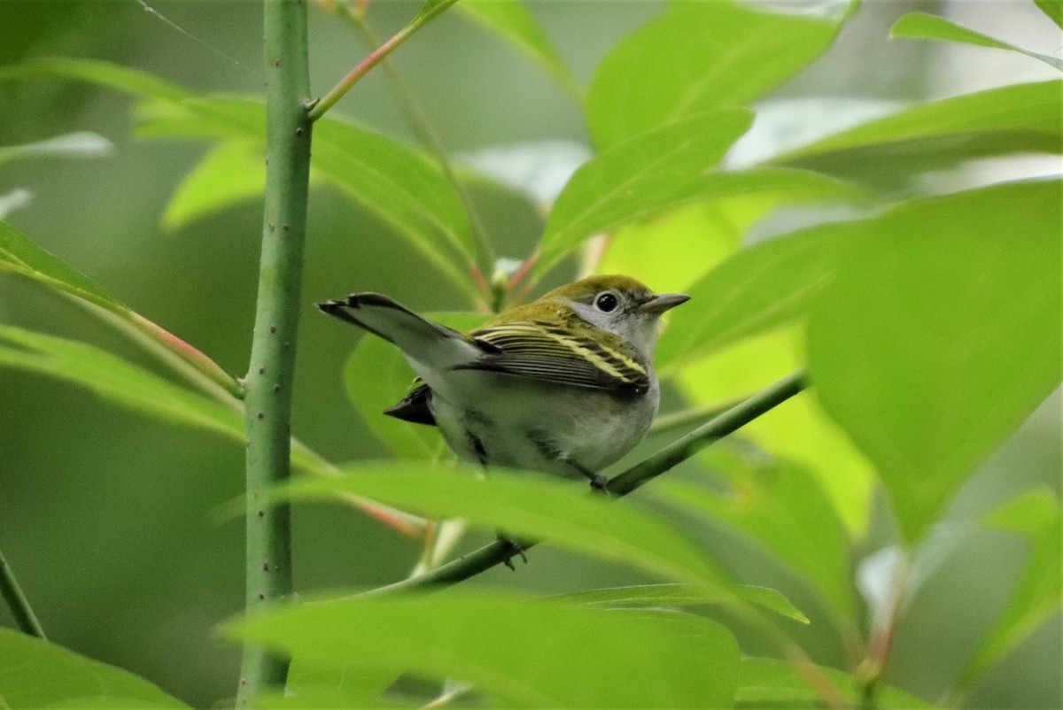 Chestnut-sided Warbler - ML265380741