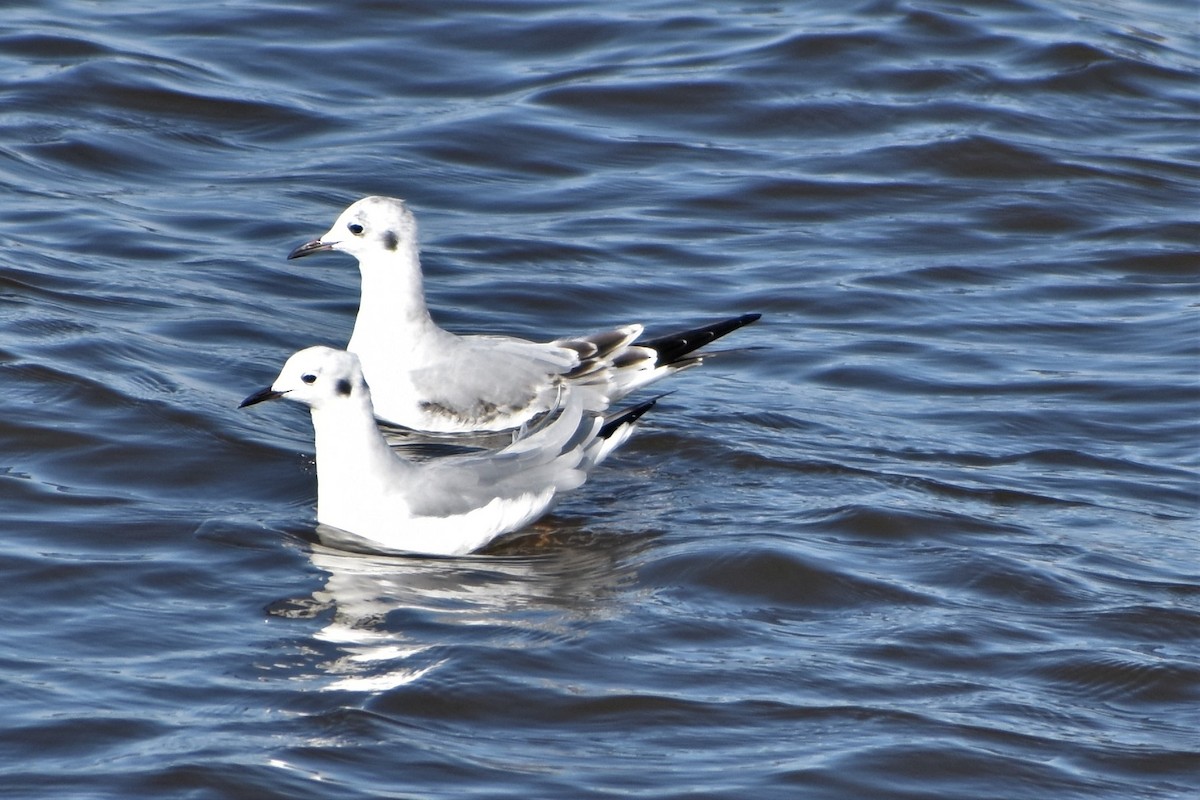 Bonaparte's Gull - ML265383011
