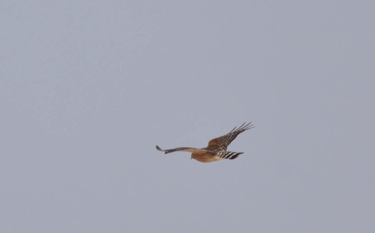 Red-shouldered Hawk - Monica Siebert