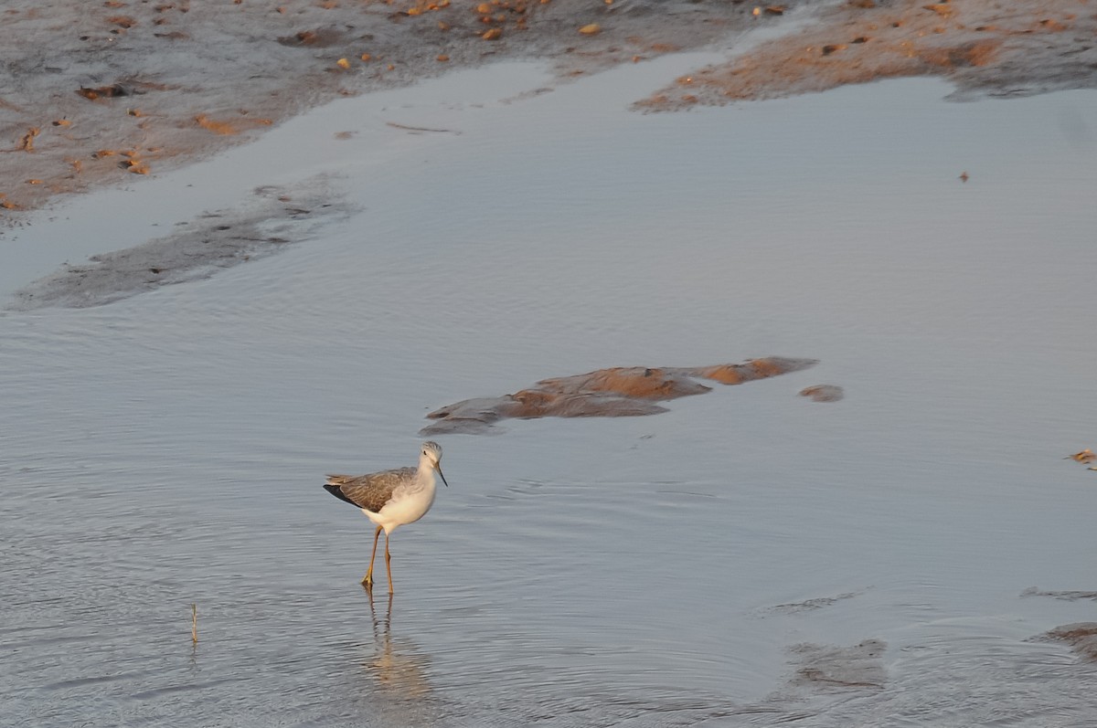 Marsh Sandpiper - ML265384831