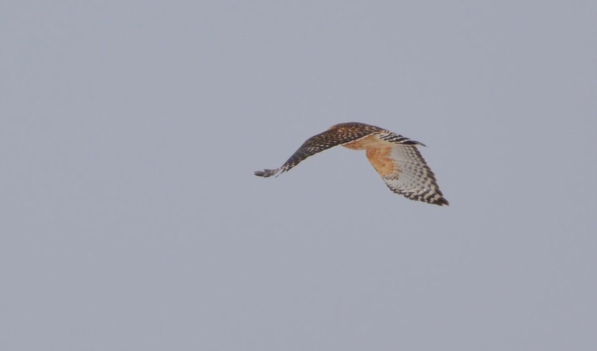 Red-shouldered Hawk - Monica Siebert