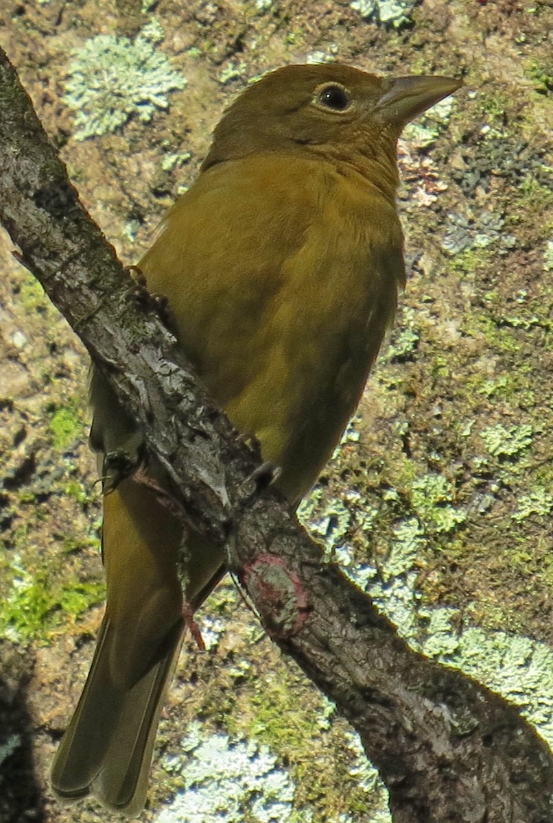 Summer Tanager - ML265389281