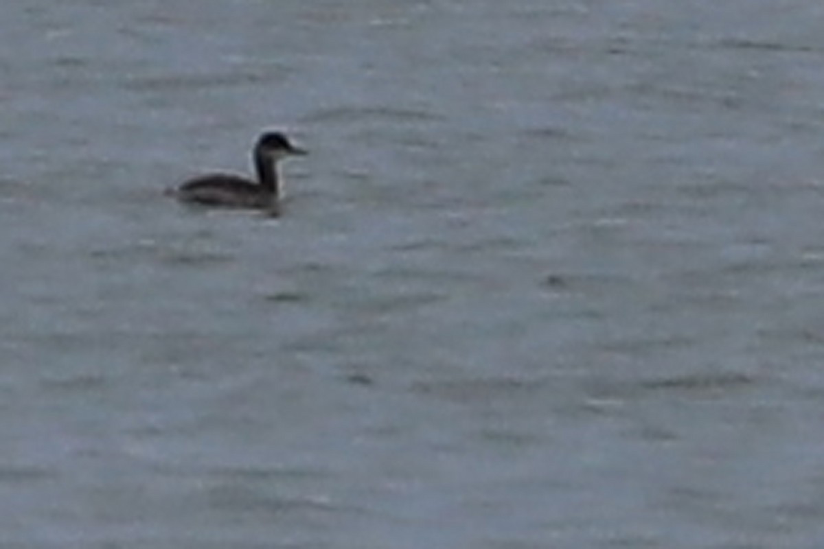 Eared Grebe - ML265389461