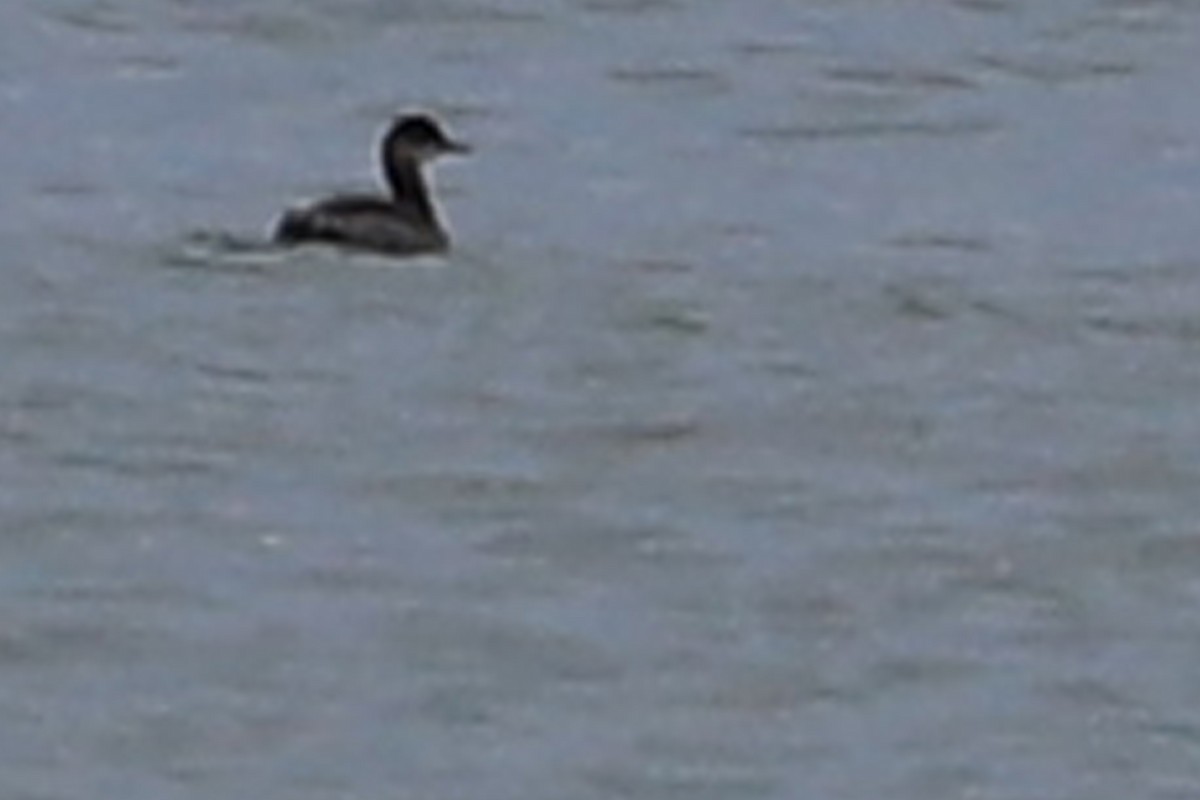 Eared Grebe - ML265389501