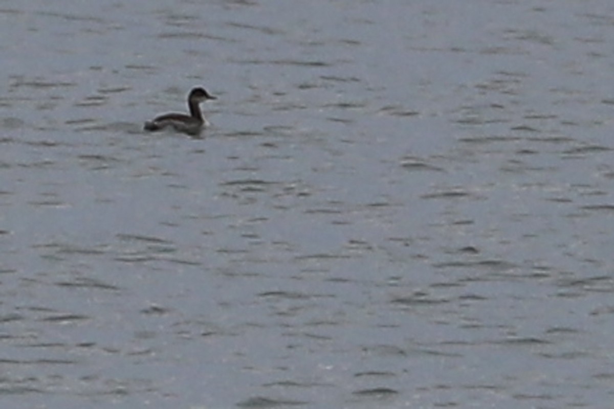 Eared Grebe - ML265389511