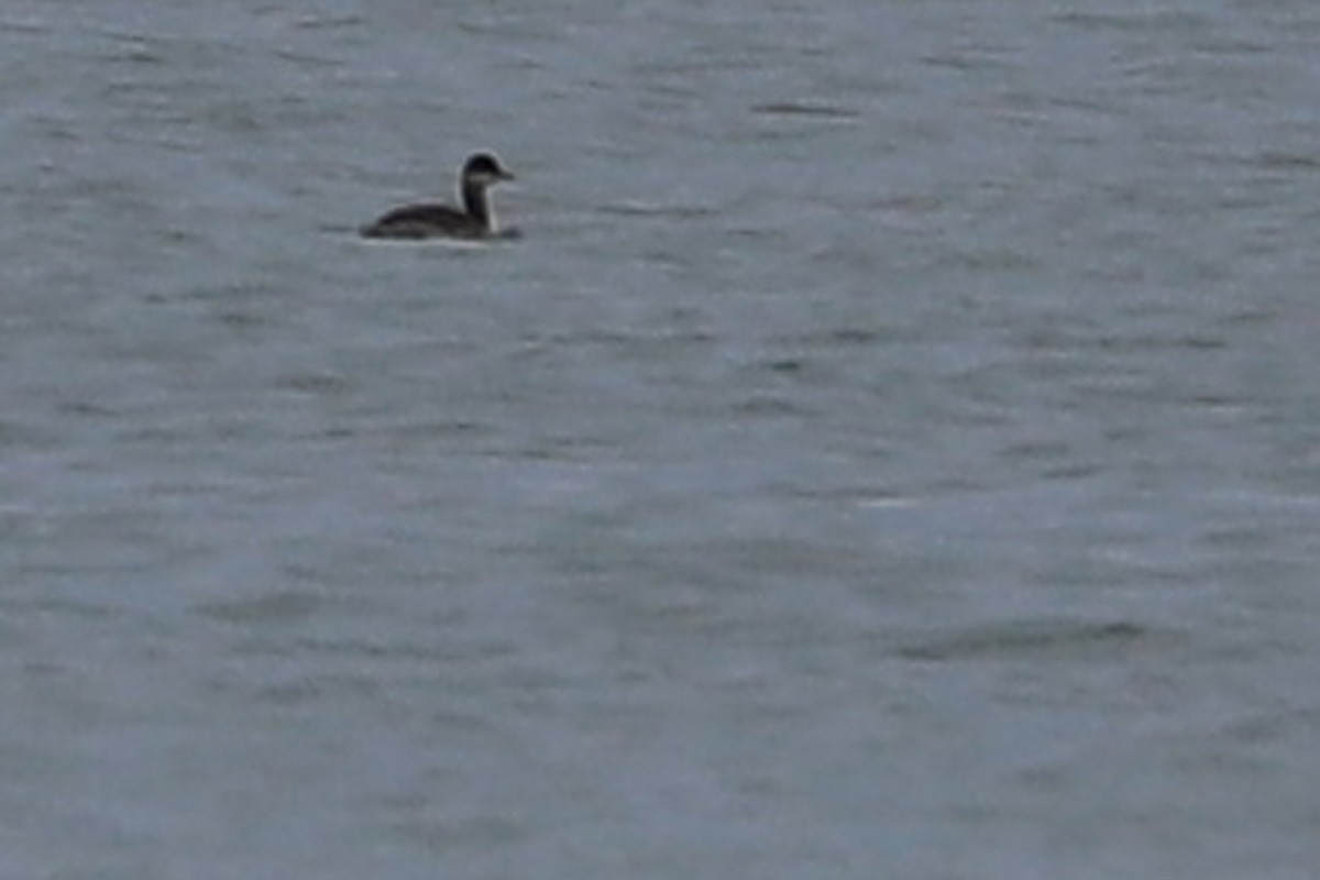 Eared Grebe - ML265389541