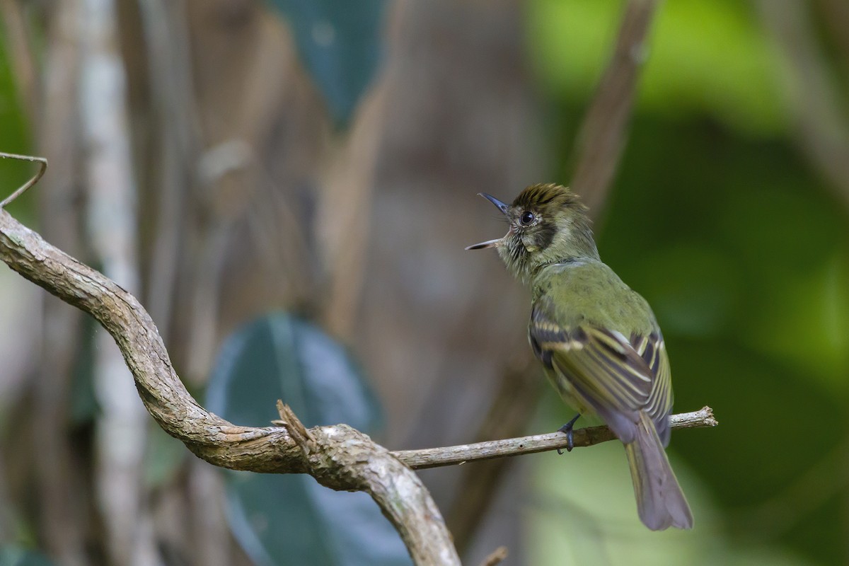 Sepia-capped Flycatcher - ML265389781