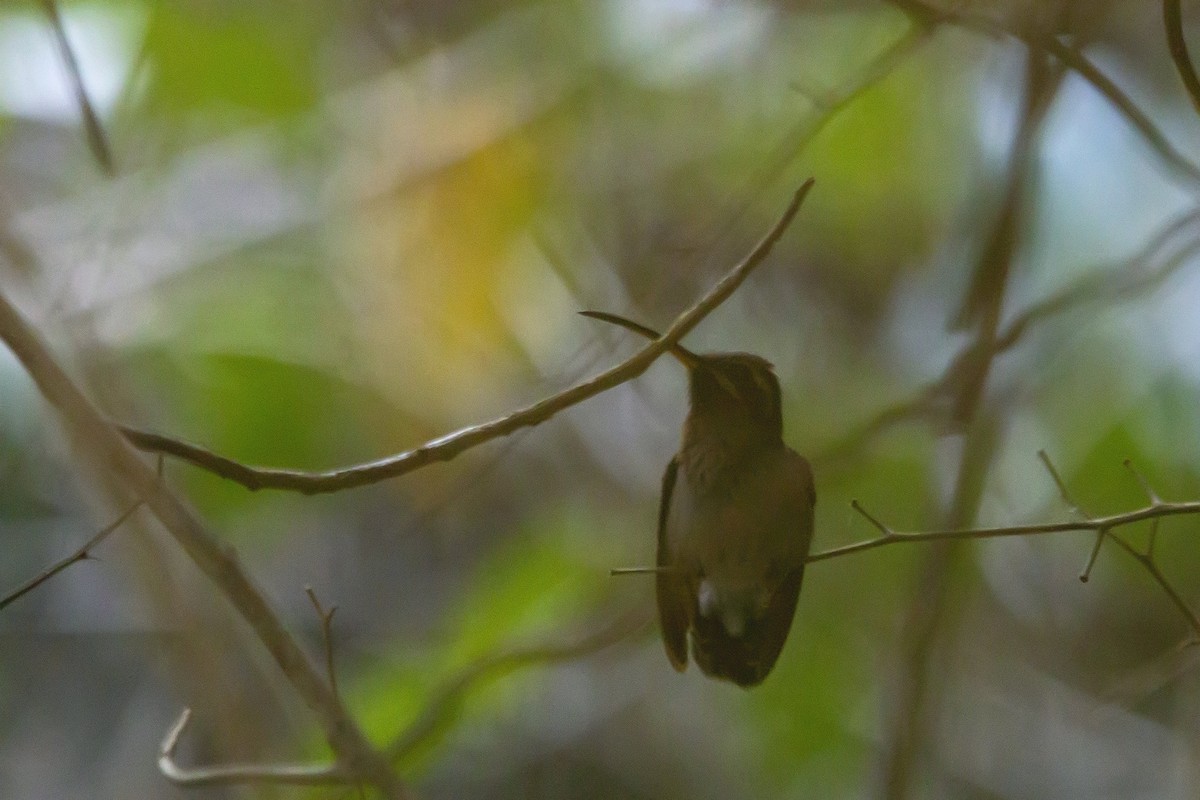 kolibřík hnědohrdlý - ML265391321