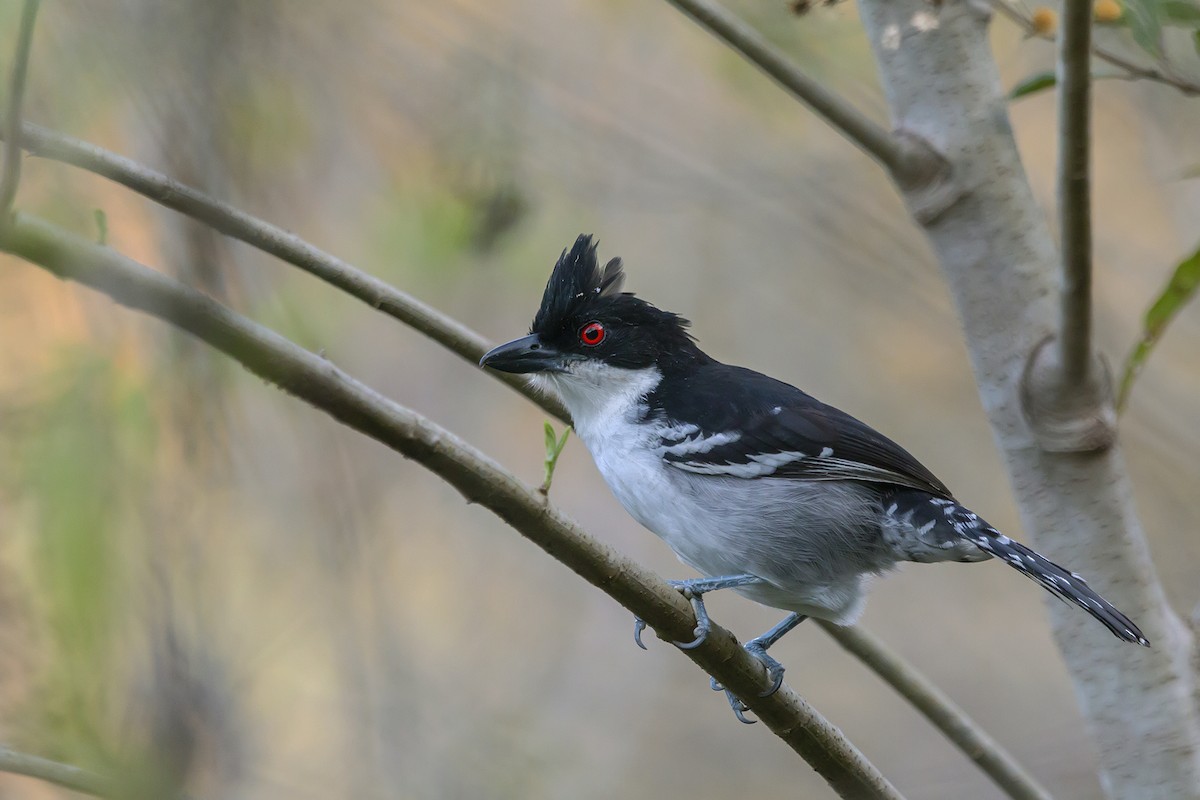 Great Antshrike - Gabriel Bonfa
